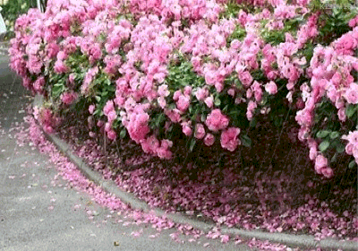 دلم هواي باران دارد ... دلم هواي باران دارد ...