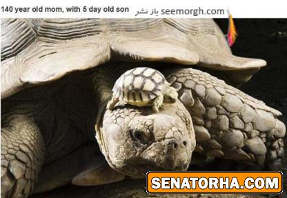 مادر 140ساله و پسر 5 روزه اش