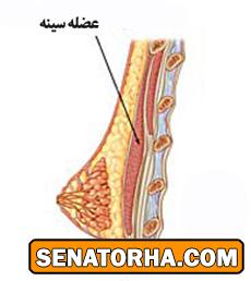 بزرگ کردن سینه با ورزش