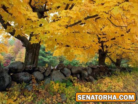 تصاویری از رامیان:نگین گلستان