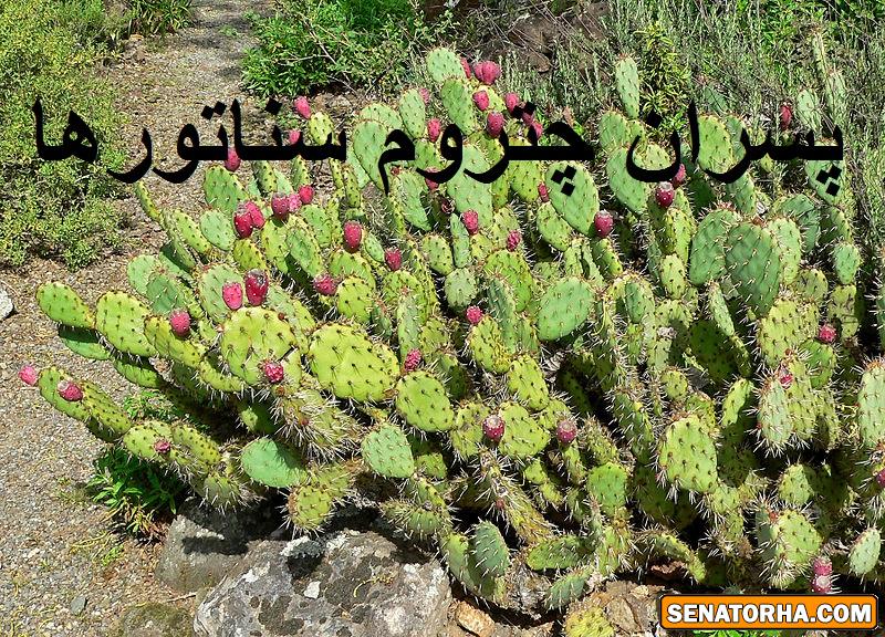 !عکسهای سناتوری  شاید عکس شماهم اینجا باشه اگه توی چت روم فرستادید (سری جدید وداغ)