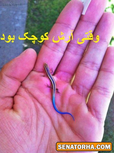 عکسای جدید از بروبکس چت روم سناتور..