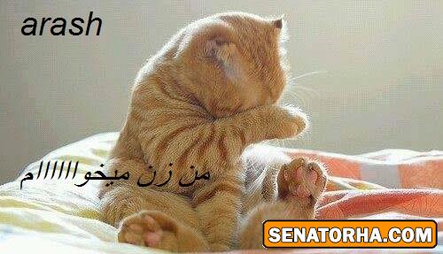 !عکسهای سناتوری  شاید عکس شماهم اینجا باشه اگه توی چت روم فرستادید (سری جدید وداغ)