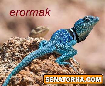 !عکسهای سناتوری  شاید عکس شماهم اینجا باشه اگه توی چت روم فرستادید (سری جدید وداغ)