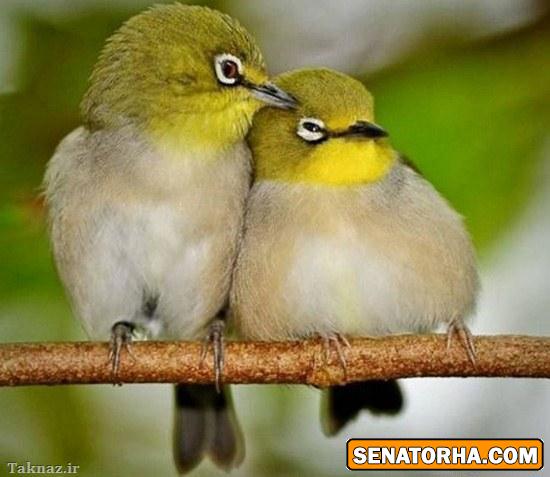 عکس زیباترین عشق های دنیا