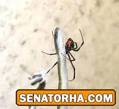 شکار مار نگون بخت توسط عنکبوت +عکس
