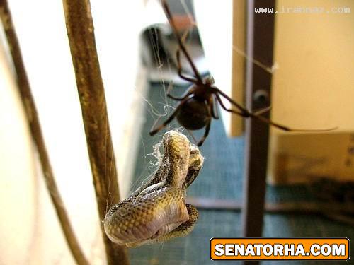 شکار مار نگون بخت توسط عنکبوت +عکس