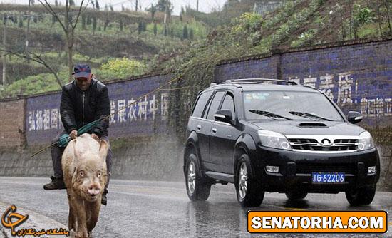 سواری گرفتن از خوک