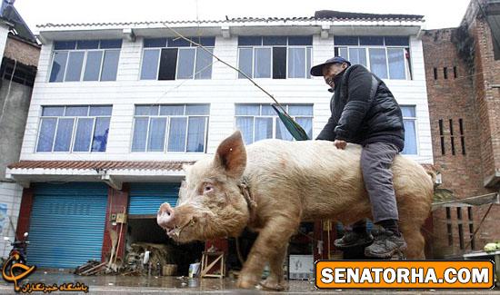 سواری گرفتن از خوک