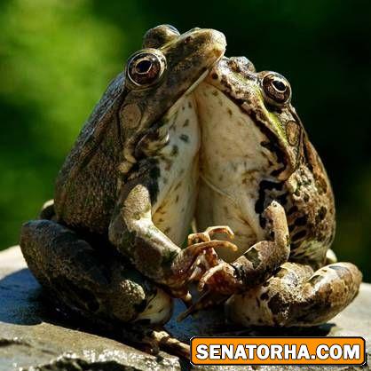 عاشقانه ترین تصویر سال!