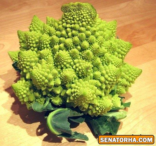 زیباترین کلم