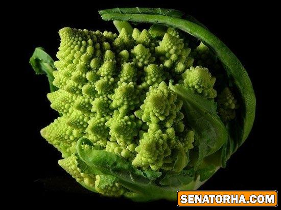 زیباترین کلم