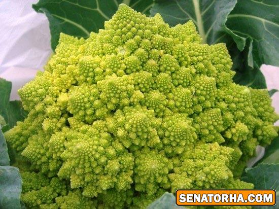 زیباترین کلم