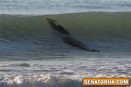 موج سواری کروکودیل موج سواری کروکودیل