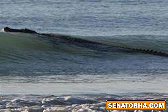 موج سواری کروکودیل موج سواری کروکودیل