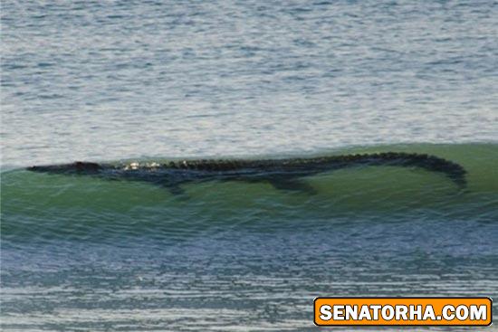 موج سواری کروکودیل موج سواری کروکودیل