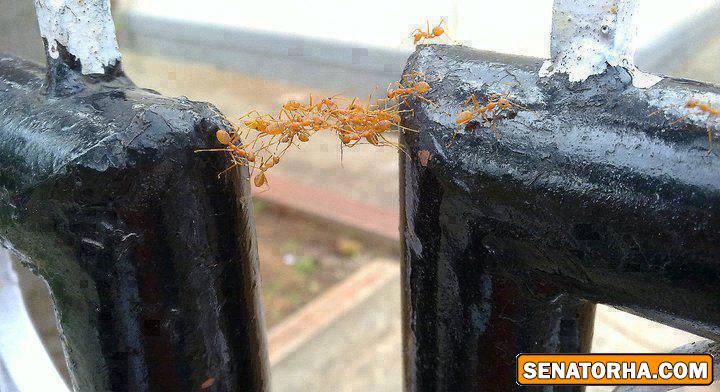 از خود گذشتگی جالب مورچه‌ ها