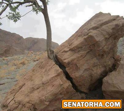 زندگی ، هرگز تسلیم نمیشود