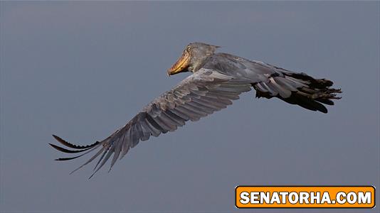 عکس لک لکی با منقار عجیب عکس لک لکی با منقار عجیب