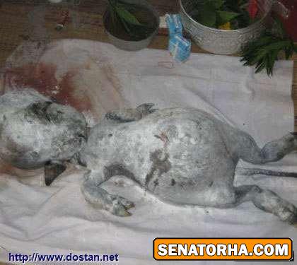 عکس یک موجود عجیب از یه گاو میش متولد شده