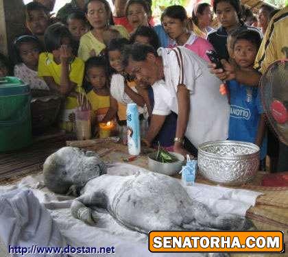 عکس یک موجود عجیب از یه گاو میش متولد شده