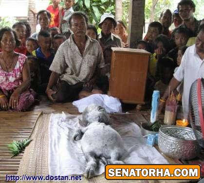 عکس یک موجود عجیب از یه گاو میش متولد شده