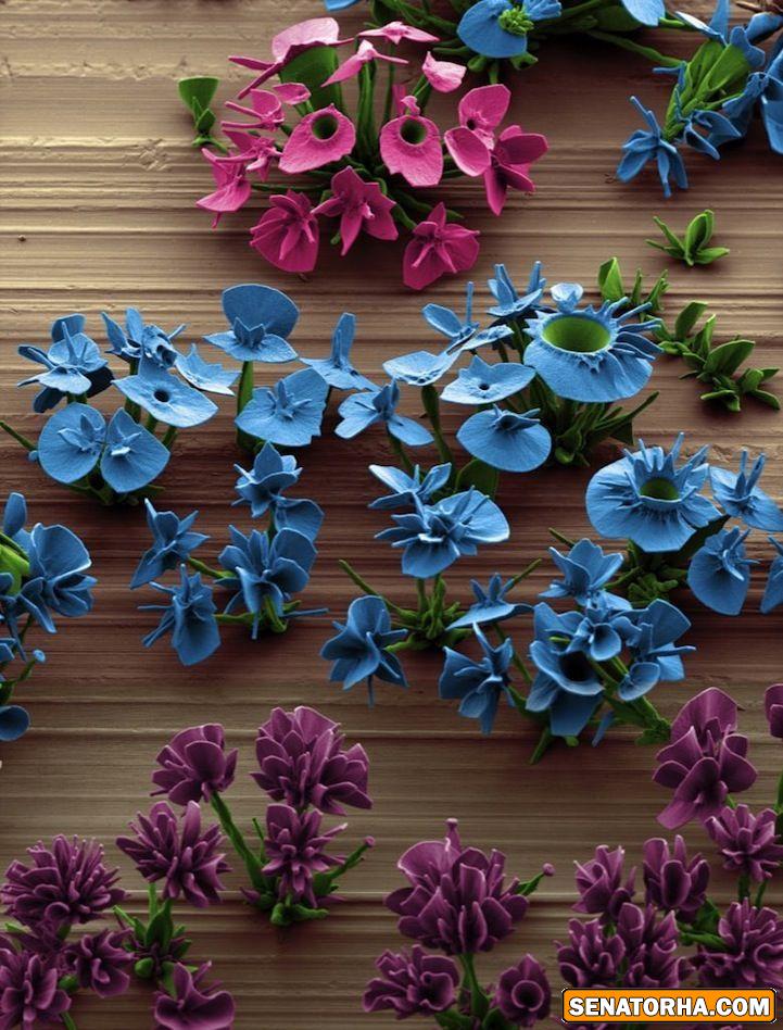 گل های میکروسکوپی ترکیب علم و هنر