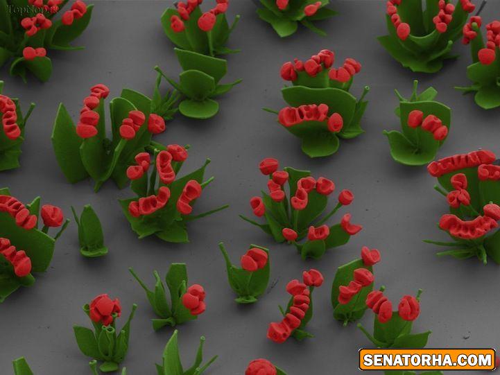 گل های میکروسکوپی ترکیب علم و هنر