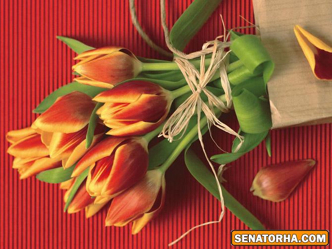 اين گلها تقديم به سناتور عزيزم