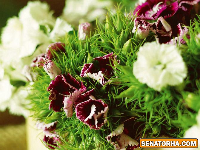 اين گلها تقديم به سناتور عزيزم