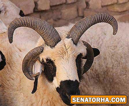 گوسفند 5 شاخ