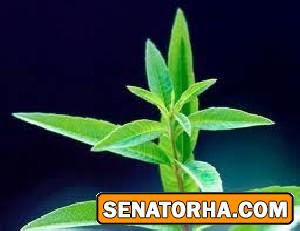 خواص گیاه به لیموہ(ورول)