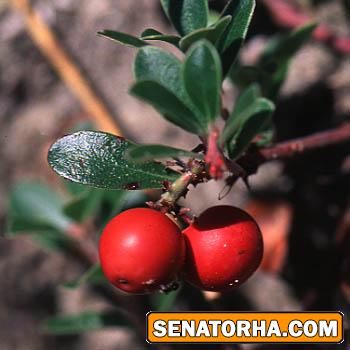 خواص برگ انگور خرس خواص برگ انگور خرس