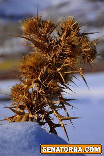 خواص شکر تیغال