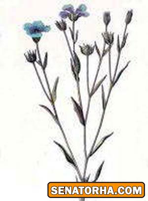 خواص بذرک ( کتان )