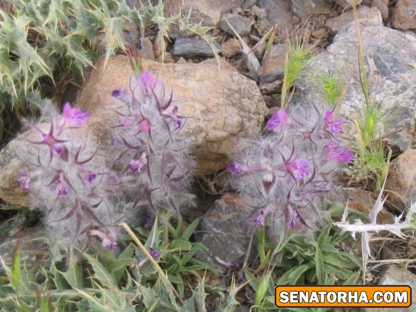 خواص چای کوهی