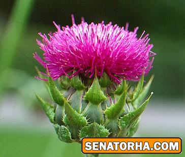 خواص خار مریم ( دوست باوفای کبد )