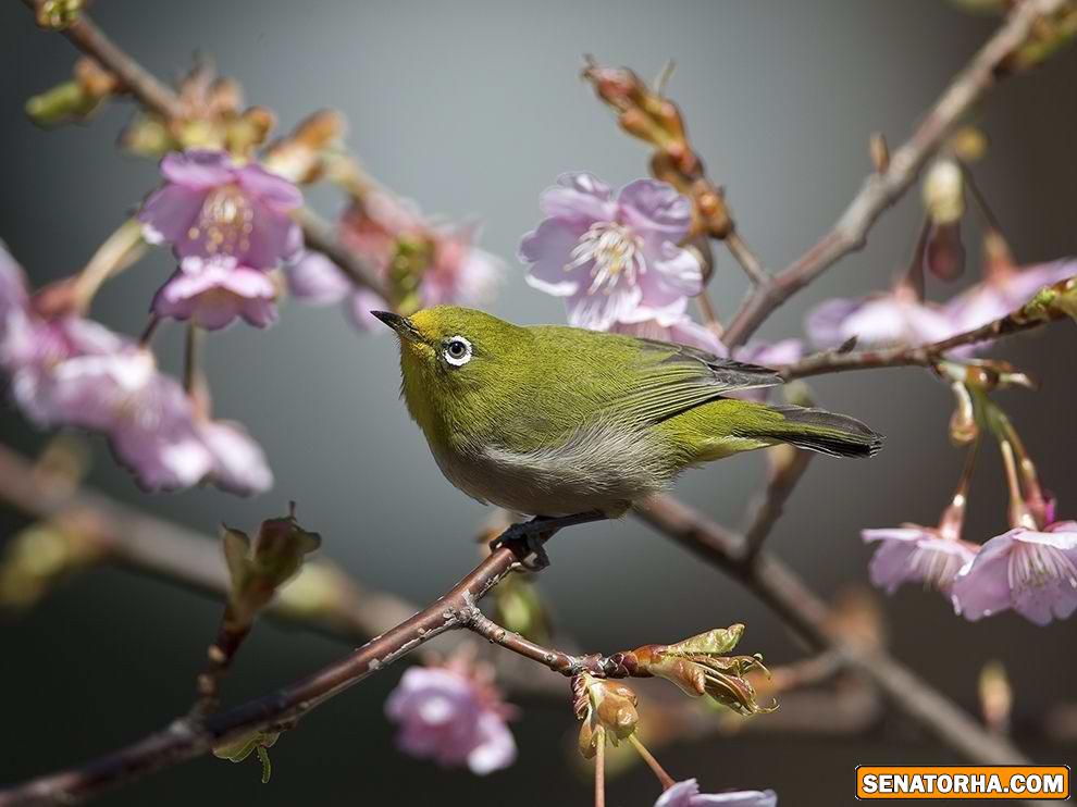 عکس پرنده چشم سفید ژاپنی