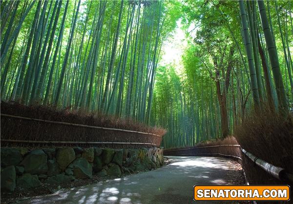 زیبا ترین جنگل بامبو جهان
