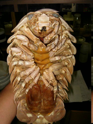 عکس هایی از ترسناک ترین و وحشتناک ترین موجودات دنیا