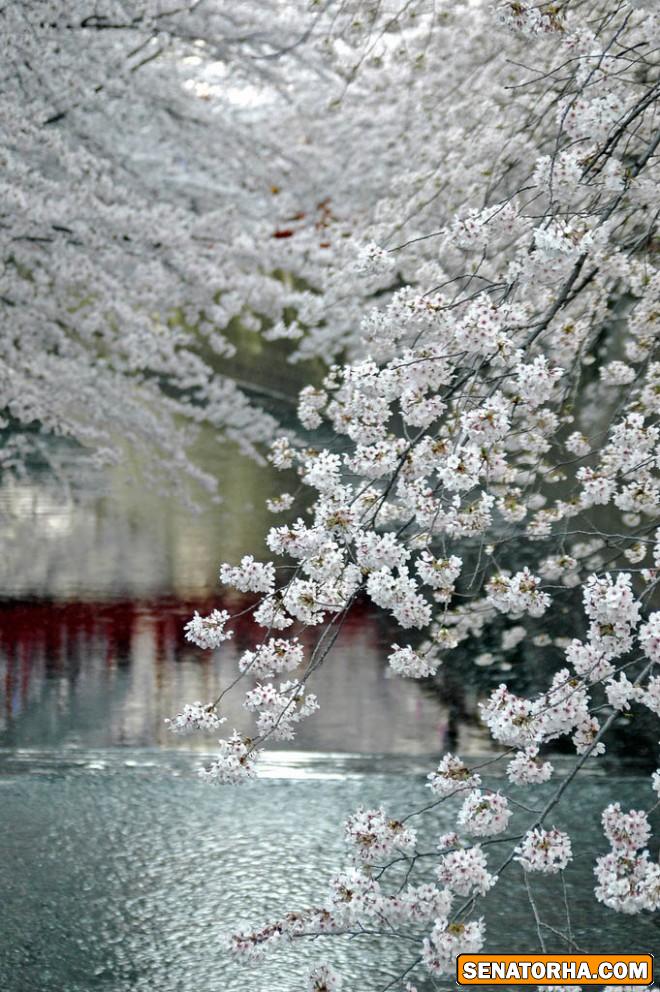 تصاویر از زیباترین درختان گل دنیا