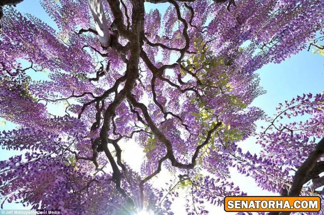 تصاویر از زیباترین درختان گل دنیا