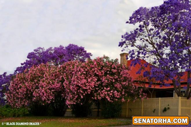 تصاویر از زیباترین درختان گل دنیا