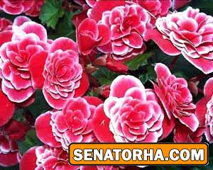 بگونیا وکس- گیاه آپارتمانی