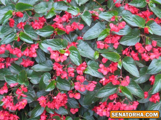 بگونیا وکس- گیاه آپارتمانی