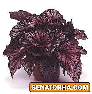 بگونیا وکس- گیاه آپارتمانی