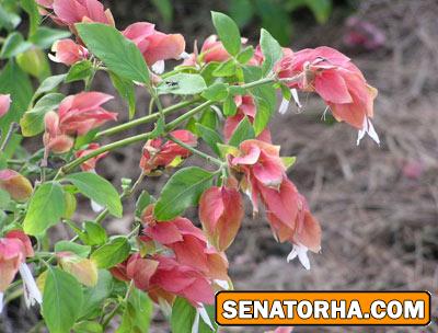 گیاه آپارتمانی بلپرون