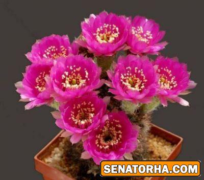 عکس زیباترین گلهایی کاکتوس