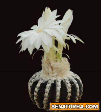 عکس زیباترین گلهایی کاکتوس