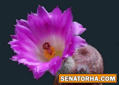 عکس زیباترین گلهایی کاکتوس